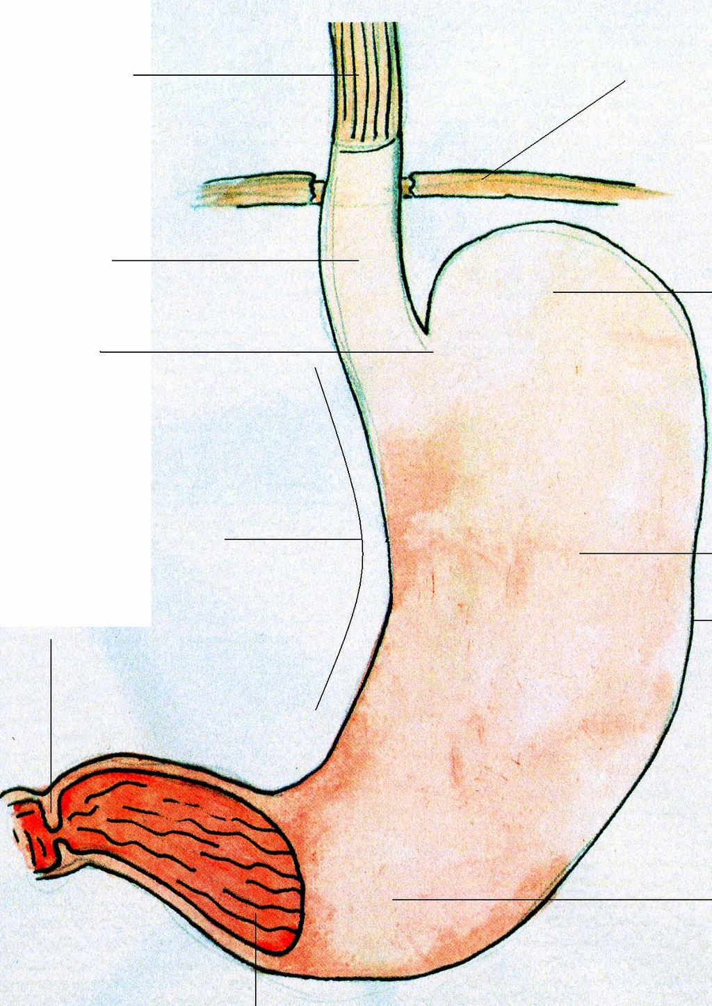 De slokdarm/esofagus Pars thoracalis Het middenrif De maag Pars abdominalis de fundus kardia De