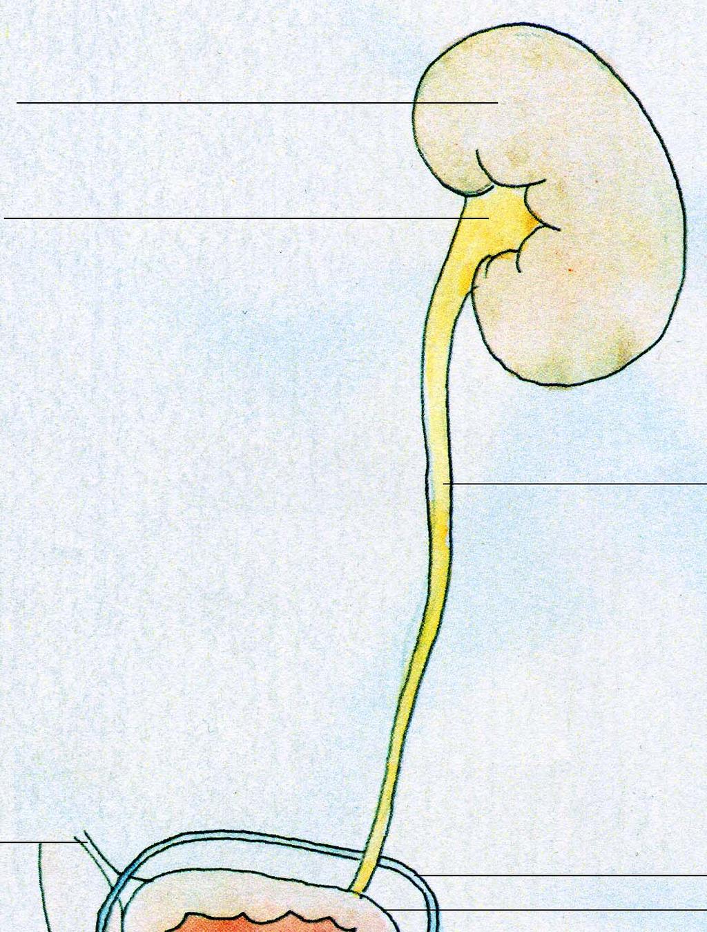 De nier Het nierbekken De urineleider Het ligamentum umbilicale medianum de ductus