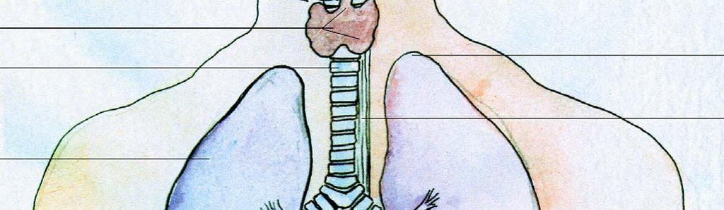schildkraakbeen schildklier longapex Trache/ luchtpijp