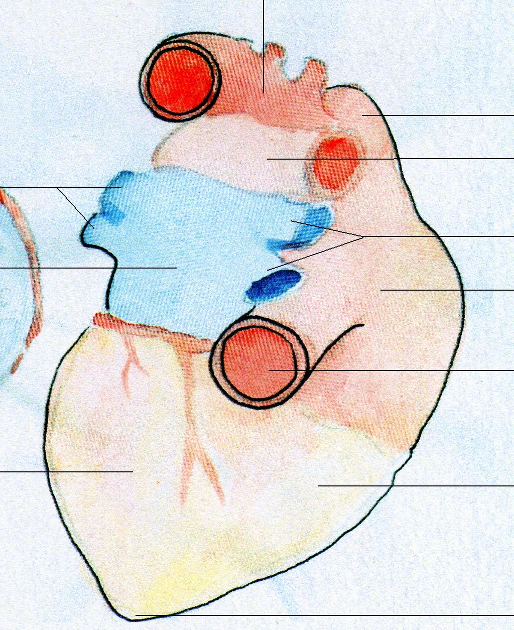 Het hart (caudal) De aortaboog V. cava superior Vv. pulmonalis sinistrae Atrium sinistrum/ linker atrium A. pulmonalis dextra Vv.