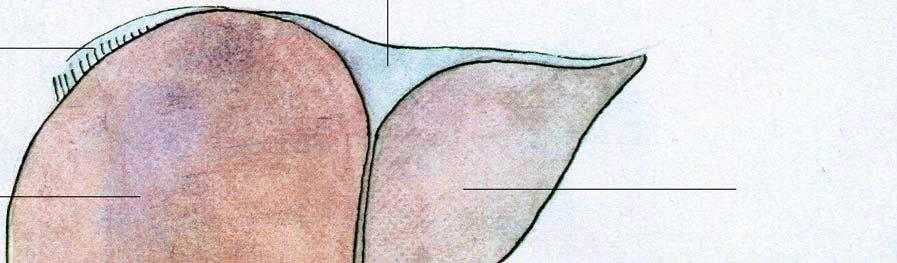 De lever van ventraal area nuda het Lig.