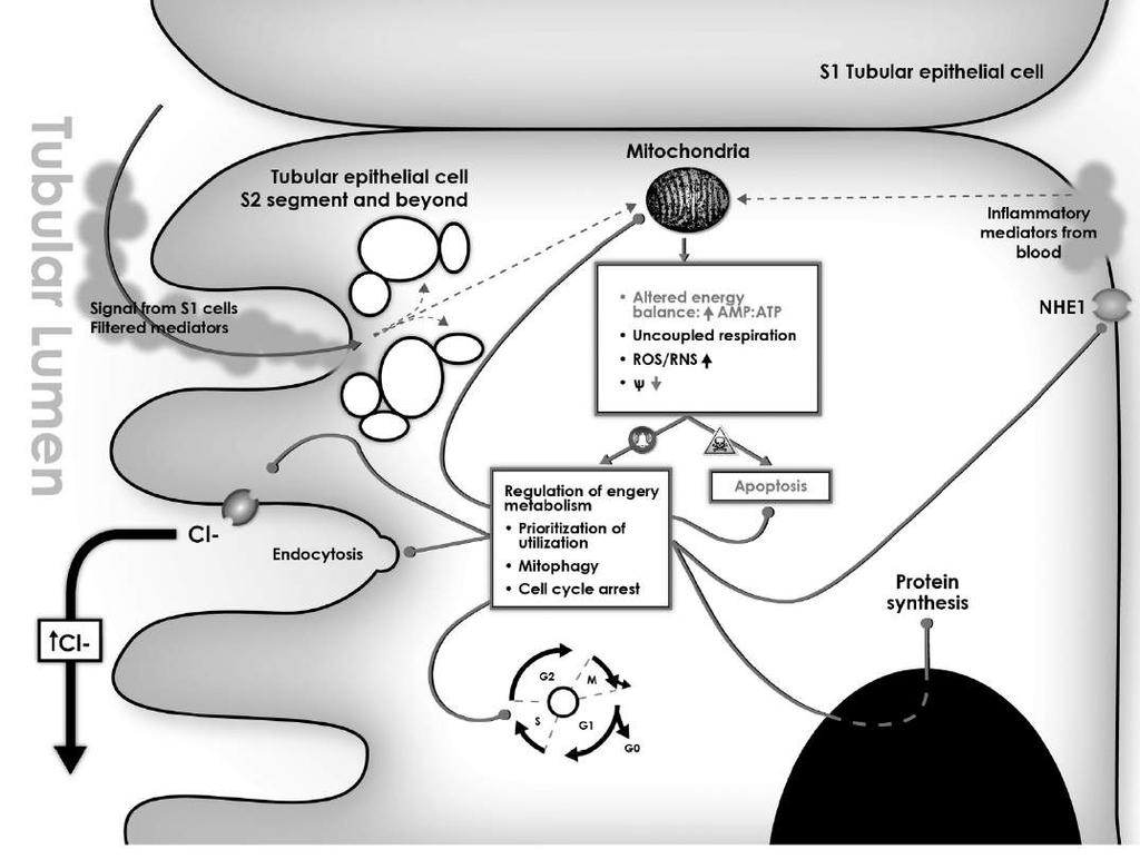 Gomez et al.