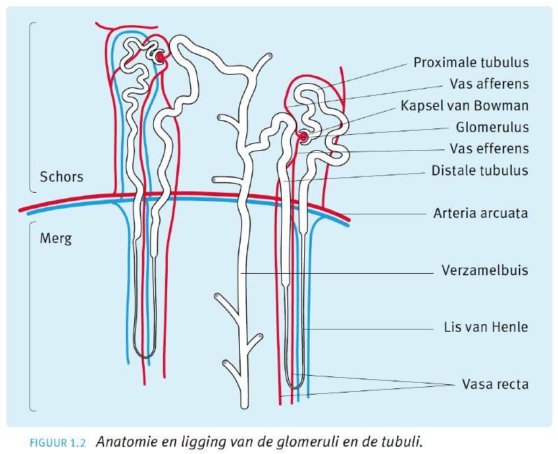 Anatomie &