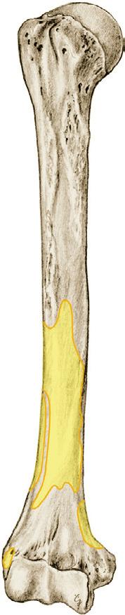 Schouder- en ellebooggewrichtsspieren 1 6.Ha,b Boven- en onderarmspieren (gewrichtsspieren van elleboog en schouder), oorsprong op humerus. 0 M.