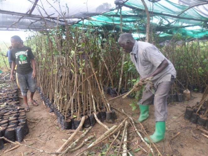 Het project in het kort Van juli 2017 tot en met mei 2018 is door de Stichting Kinderen van Uganda het project trees for the future uitgevoerd. Het betrof het planten van 5.