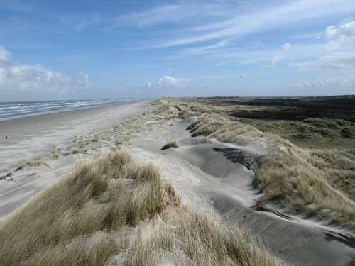 Habitattype H2120 Witte duinen Oppervlakte witte duinen Van het gekarteerde gebied in de Coepelduynen kwalificeert ongeveer 13 ha als witte duinen.