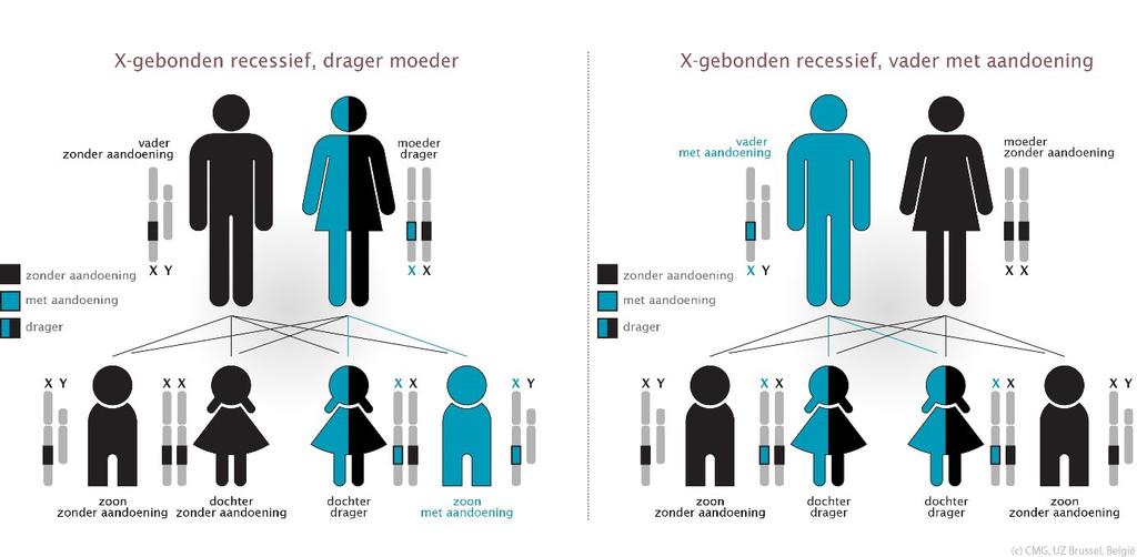 X-gebonden recessieve overerving Een vrouwelijk drager heeft naast het X-chromosoom met het foute/mutante gen nog een X-chromosoom met een normaal werkende kopij van dat gen.