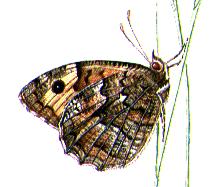 33. Heivlinder 6 14 13 38 12 27 19 31 De heivlinder is een Rode Lijst-soort. Het vindplaatsen in Zeeland blijft gering.