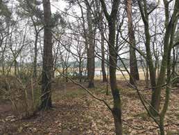 Op deze locatie is het oorspronkelijke landschap van mastbomen bij het ven bewaard gebleven.