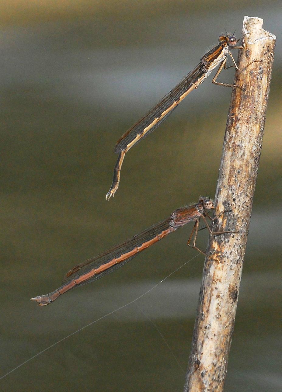 Figuur 2. Na de eerste paring bleven beide individuen enige tijd boven elkaar zitten. De Bruine winterjuffer (Sympecma fusca) zit bovenaan.