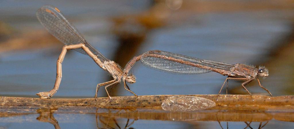 Figuur 5. Over het algemeen zetten mannetje en vrouwtje Noordse winterjuffer (Sympecma paedisca) samen eieren af.