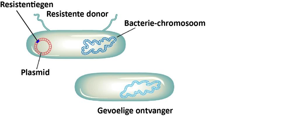 Resistentie: overdracht en selectie Resistentie ontstaat vaak door overdracht van resistentiegenen