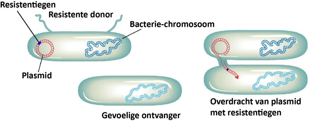 plasmiden Bacteriesoorten ontmoeten elkaar en wisselen DNA uit Wordt alleen gevonden als er selectie