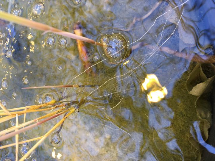 Stengels met waterwortels - % Belang toevoer nutriënten via water: Pilot experiment