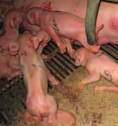 besmette biggen (%) 100 90 80 70 60 50 40 30 20 10 0 3d 7d 4w 5w 9w 10w 6m verschillende afdelingen en hun omgeving, maar ook bij de varkenshouder en zijn gezin.