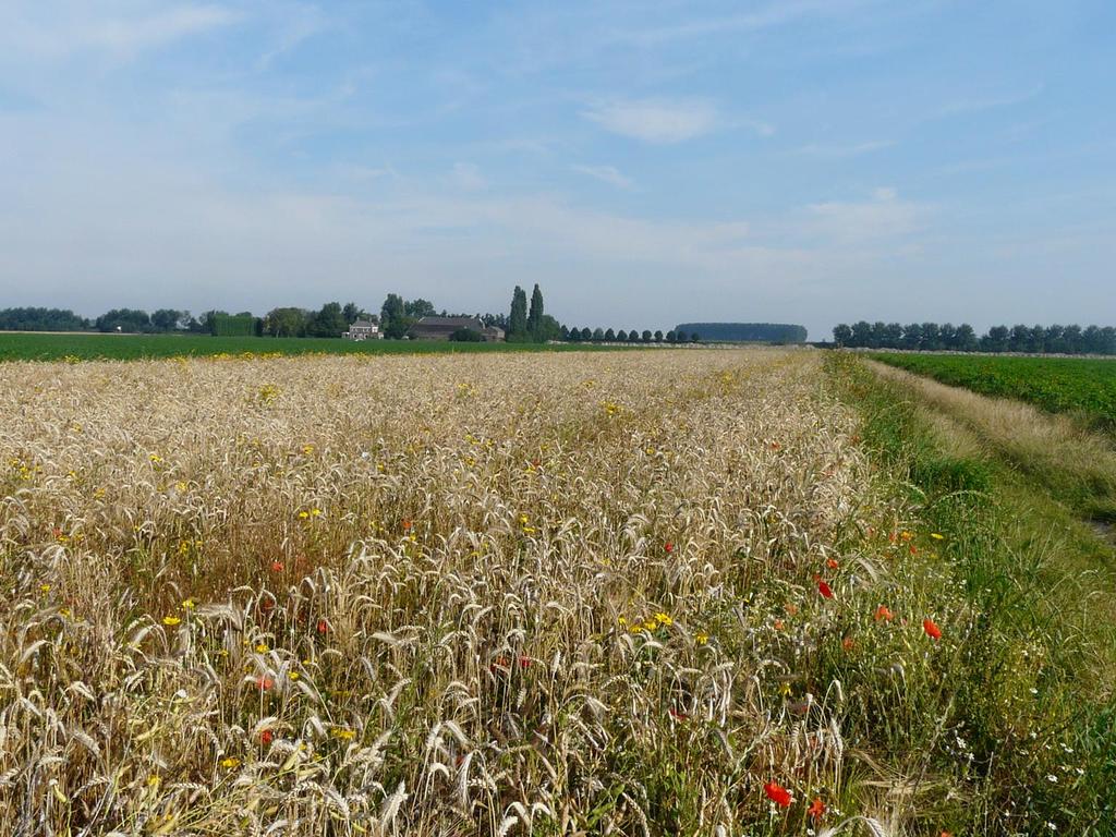 Augustus 2012 Graankruidenrand voor broedende en overwinterende akkervogels Voedsel