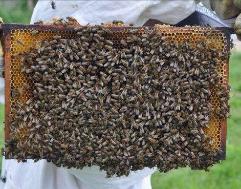 Parameters bijen, gesloten broed en