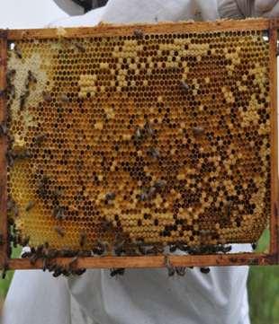 25 bees 1 cm 2 = 4 cellen workshop