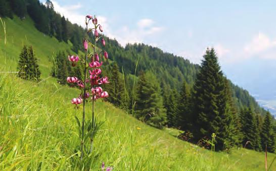 Figuur 2.9 Martagonlelie (Lilium martagon) in de Oostenrijkse Alpen. (Foto: P.