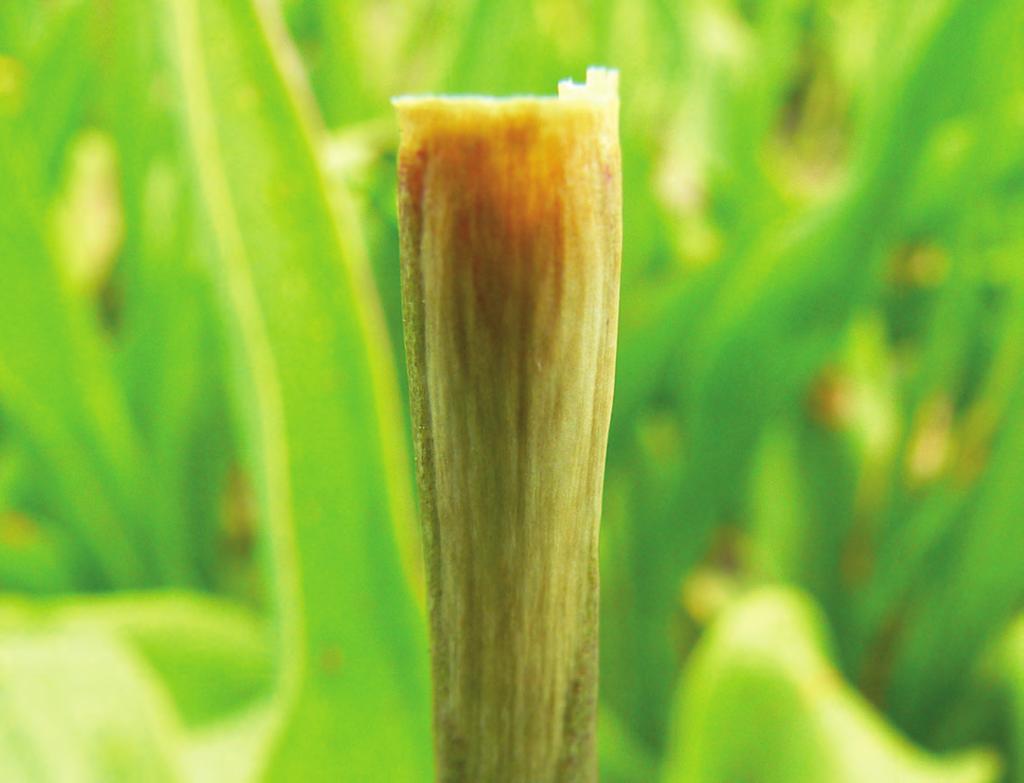 De nieuwe toelating van Luna EXPERIENCE geeft in de bloembollen meer zekerheid aan de wekelijkse bescherming tegen Botrytis door zijn langdurige werking.