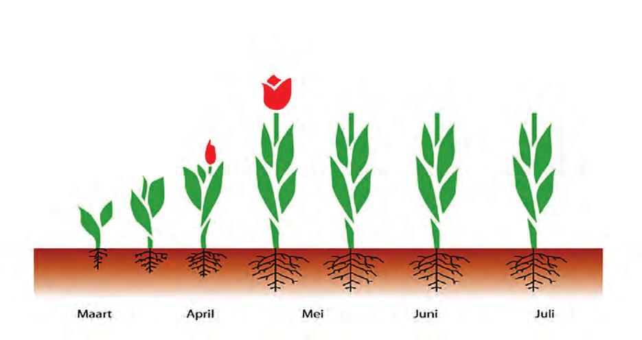 In overige bloembol- en bloemknolgewassen mag Luna EXPERIENCE eenmalig in een dosering van 0,6 liter per hectare worden ingezet.