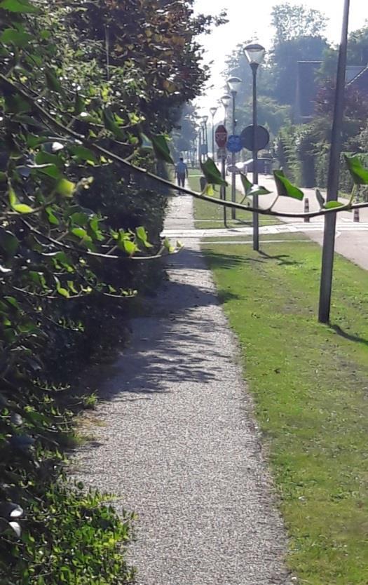 Herfst: snoeiseizoen Langs de fietspaden en ook op andere plaatsen in Bosweide zijn de heggen weer aan het uitgroeien. Het zou een goed idee zijn als we met zijn allen weer wat gaan snoeien.