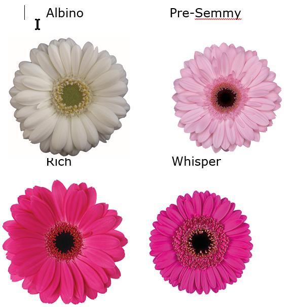 Proefopzet gerbera Behandeling EC Na K Ca Mg K/Ca K/Mg Mmol/l A (referentie) 3. 5.5 8.3 4..7 1.4 B van 15/4 3. 5 4.6 6.9 3.3.7 1.4 C van 15/4 3.