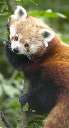 WAAR KUN JE DE KLEINE PANDA AAN HERKENNEN? Familie van de beer of de wasbeer?