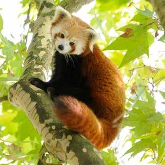 Rode panda Zoals de naam rode panda al zegt, is de vacht roodbruin van kleur, met witte vlekken rond de oren, wangen, neus en ogen. De buik en de binnenkant van de poten zijn diepzwart.
