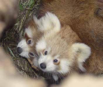 HOE PLANT DE KLEINE PANDA ZICH VOORT? Een nest in een boom Meestal leven kleine panda s alleen, maar tijdens de paartijd komen ze samen. De paartijd is in de winter tussen december en maart.