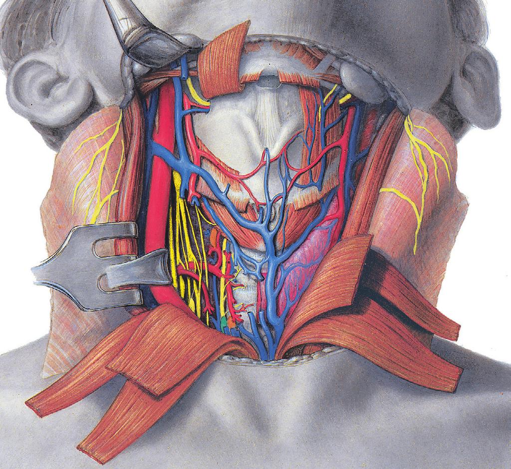 A strottenhoofdspieren verlamd. Bij Strottenhoofd: en zenuwbanen 2 eenzijdige verlamming vaatverzorging is de betreffende stemband niet beweeglijk 3.49 Voorste halsgebied.
