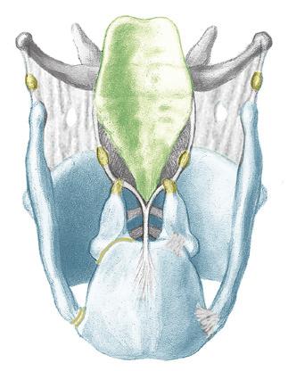 heesheid als klinisch symptoom. M. thyreohyoideus M. sternothyreoideus M. constrictor pharyngis inferior Pars recta M.