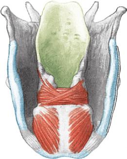 cricoarytenoideus posterior Fascies articularis thyreoidea Stembandpees anterior Pars thyreovocalis M. vocalis Pars thyreomuscularis M.