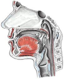 Functie, histologie, strottenhoofdniveaus 4 3.47 Frontale doorsnede van het strottenhoofd. Indeling van de binnenkant van het strottenhoofd ( strottenhoofdniveaus ) vanuit klinisch gezichtspunt.