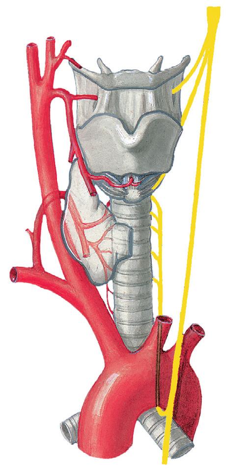 Strottenhoofd: vaatverzorging en zenuwbanen 1 3.48 Arteriële verzorging (rechter lichaamshelft) en zenuwverzorging (linker lichaamshelft) van het strottenhoofd, vooraanzicht. [20] de n.