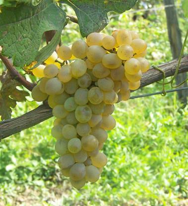 6. Voornaamste druivenrassen Mtsvane Rijpt 2e helft van september Kenmerken: Rijpe perzik, fruitbloesem Mineralige