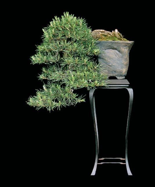 Pinus mugo Leeftijd Ongeveer 25 jaar In training sinds 1997 Hoogte 36 cm Stijl Cascade Aansluitend op het onderwerp van de