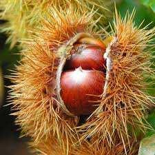 Die bolster is een soort doosje, waarin tot 3 grote, roodbruine zaden zitten. Daarom worden deze boomvruchten ook wel doosvruchten genoemd.