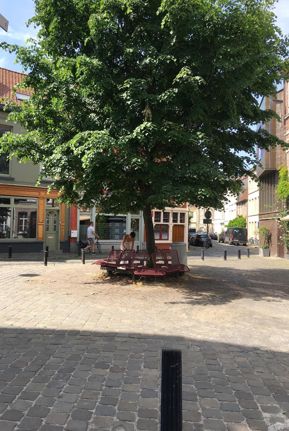 VERGROEN op microniveau pleinbomen, straatbomen Bomen verkoelen de stad door