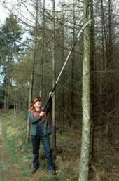 Opsnoeihoogte en gereedschap Nu veelal tot 6-6,5 meter met (stok)zaag Handzaag met ladder