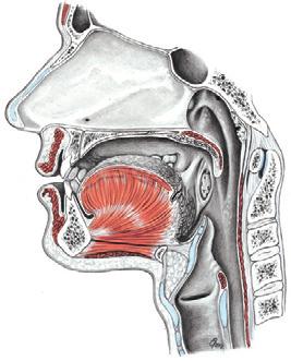 Mediaan-sagittale doorsnede hoofd en hals 2 3.64 Deel van de rechter zijde van een mediaan-sagittale doorsnede van hoofd en hals, mediaal aanzicht. [6] M. constrictor pharyngis superior M.