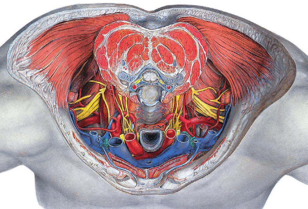Overgang hals borstholte 3.66 Doorsnede van de hals ter hoogte van de 4e halswervel, craniaal aanzicht. [20] Overgang hals borstholte 3.