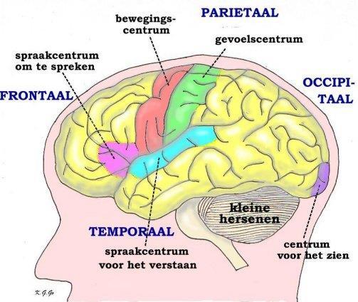 Hersenkwabben en hun functie Frontaalkwab: motoriek, inclusief articulatie taal, mn.