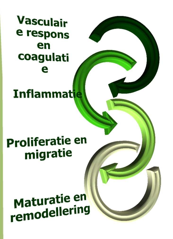 Het Wondhelingsproces ACUUT CHRONISCH remodelering