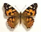 2.5 Dagvlinders (Lepidoptera) (Frans Groenen, Will van Herk, Lothar Rutten) In totaal zijn er rond de Goorloop 4 families, bestaande uit 13 soorten, waargenomen.