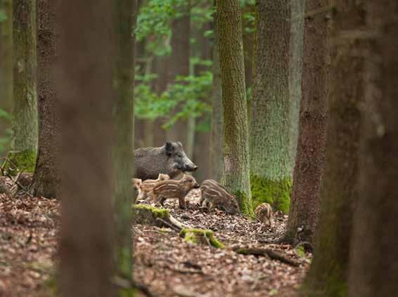 De laatste jaren worden er steeds vaker everzwijnen gesignaleerd in Beringen. Dat bewijst de gezondheid van onze bossen en de omliggende gebieden. Maar hoe ga je om met deze dieren?