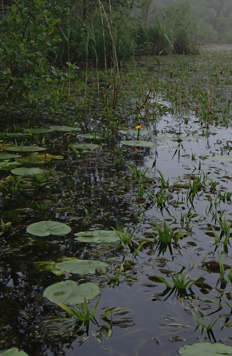 Sovon Vogelonderzoek Nederland