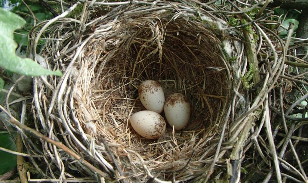 Broedvogels van Oldematen, Meppelerdiep en Zwarte Water in 2018 Vanwege de vrij natte voorafgaande zomer, herfst en winter, was de waterstand in veel gebieden bij aanvang van het broedseizoen 2018