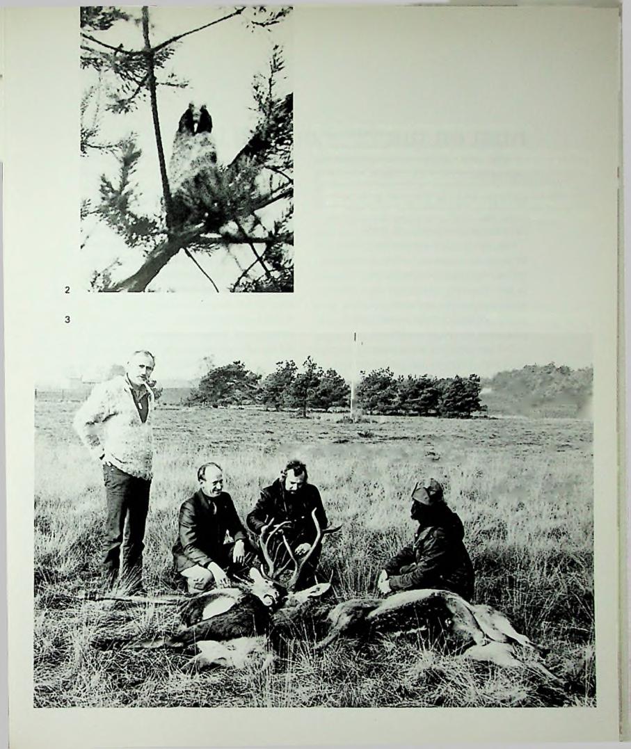 1-2 Ransuilen, op het radioterrein, in de schemering gefotografeerd.
