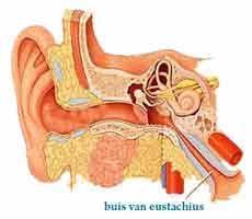 te maken met gehoorproblemen. Het kan gaan om zowel tijdelijke gehoorproblemen als blijvende gehoorproblemen aan één of beide oren.